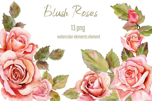 Blush Roses Watercolor Floral Illustrations