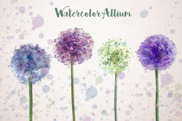 Watercolor Allium Clip Art Set & Illustrations