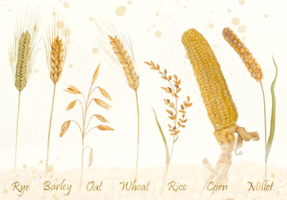 Watercolor Grains Clip Art Set Review