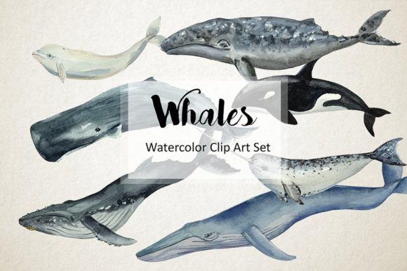 Whales Watercolor Clip Art Print & Illustrations